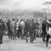 Himba Exodus